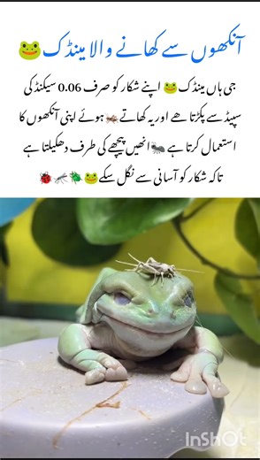 Meet The Frog Speed 🐸#frog #naturefacts #wildlife #nature #shorts