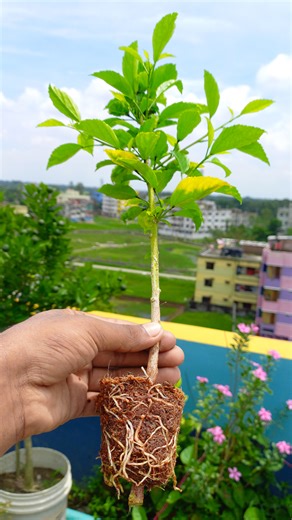 398K views · 2.3K reactions | Hibiscus amazing grafting technique using onion #hibiscus #grafting | Amd MultiMedia | Facebook