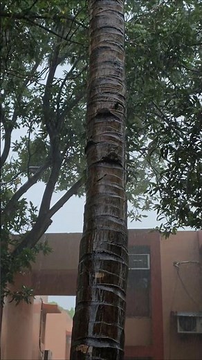 Batya sete ren || Batya vlogs || #shorts