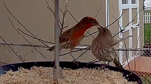 Ready for your heart ❤️ to melt? Watch the male House Finch feed the female! #courting #wildbirdsunlimited #nestingseason 🥰 | Jill Gilardi