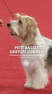 885K views · 24K reactions | These vivacious little French rabbit hunters are known for their happy demeanor and durable constitution. Bred to work in a pack, PBGVs enjoy company and do well with other dogs and kids. More: https://bit.ly/4jMYL4j | American Kennel Club | Facebook