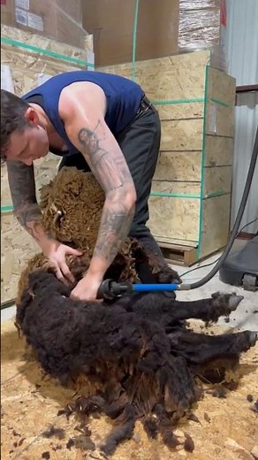 Merino Sheep Wool Trimming | The World’s Softest & Premium Wool Fabric Explained 🐑✨ #mrdeepraj