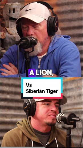 Siberian Tiger vs Alpha Male Lion cage match. Who wins? #tiger #lion #cagematch #podcast #siberiantiger #animalsoftiktok