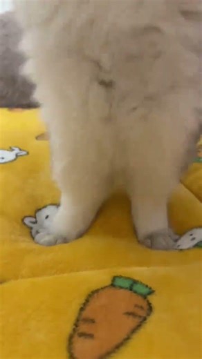 The cat s thunderous foot dance#Thunder Gesture Dance#Silver gradient