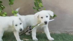 German Shepherd Puppies Recreate Medieval Times!