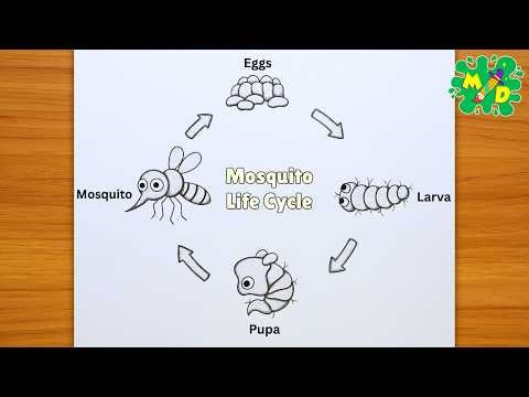 How to Draw Life Cycle of Mosquito Step by Step