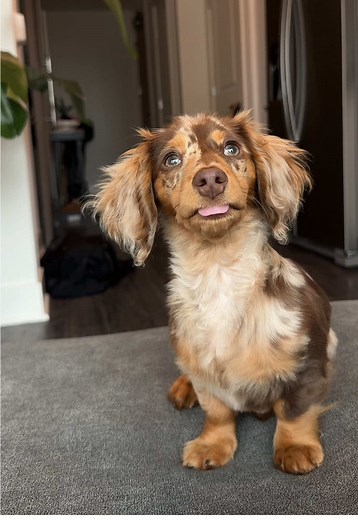Adorable Mini Dachshund Puppies Captured in Time