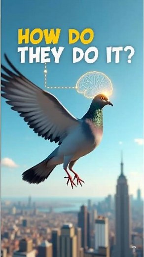 How Do Pigeons Always Find Home? Their Memory is Incredible! 🕊️#BirdFacts #SmartAnimals #Shorts
