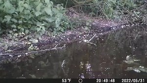 Watch as beavers are back breeding in Cheshire for the first time in more than 400 years. https://www.northwichguardian.co.uk/news/20274327.beavers-breading-cheshire-first-time-400-years/ | Northwich and Winsford Guardian
