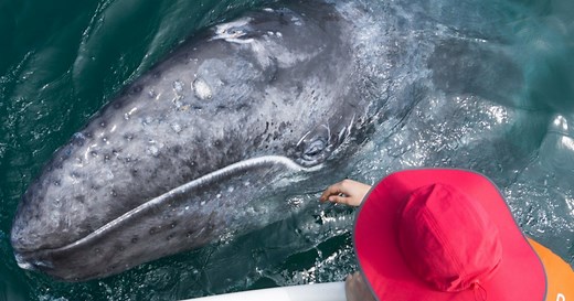 Magdalena Bay Whale Watching