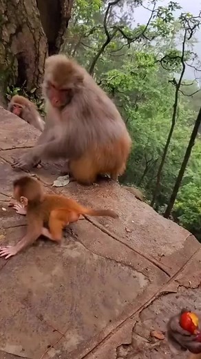 69K views · 1.2K reactions | #monkey #monkeys #cuteanimal #cuteanimals #monkeyseemonkeydo #chimp #cutemonkey #babymonkey #animallover #monkeyingaround #animallove #monkeysofinstagram #primates #babyanimals #animallovers #animallove #animaloftheday #animalshots #animalsofinstagram #animalplanet #discoverwildlife #beautifulanimals #animalsmood #animalworld #chimp | MonkeyLo️ | Facebook