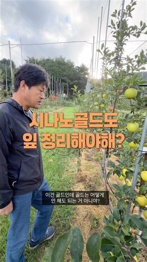 추석지나 수확을 앞둔 “시나노골드‘ 시나도골드도 햇볕이 들게 잋 정리를 해 주어야 한답니다. 어떻게 하는지 한수 배웁니다. #사과 #사과농사