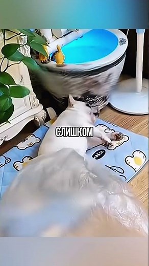 How to Deal with a Farting Dog 🤯