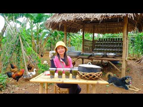 Harvest Grass Jelly Leaves To Make Grass Jelly And Sell At The Market 🌿🥣