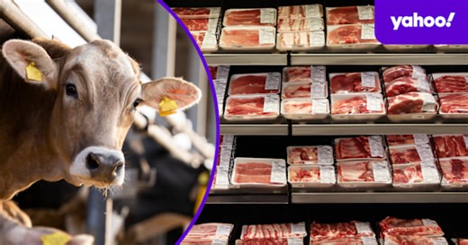 Faster-growing fish and heat-tolerant cows could soon be available in Australia