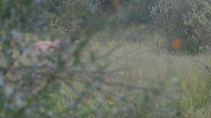 You are one hour into an 11 day elk hunt in Kentucky, do take a shot or pass? 📷: Garrett Drach #jointheadventure #inspiredwild #getseriousgethoyt #sickforit Hoyt Archery Rocky Mountain Elk Foundation | Outback Outdoors