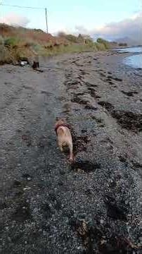 asmr walking #beach #adventure #asmr #sound #soundscape #river #waves #walking