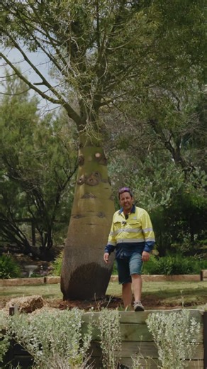Queensland Bottle Trees installed in Murray Bridge! Nothing beats seeing a landscape come to life when the feature trees go in… and these two stunning Queensland Bottle Trees (Brachychiton rupestris) were the perfect finishing touch for this unreal garden. Bottle trees are known for their iconic swollen trunk (built for storing water), incredible drought tolerance, and that bold sculptural look that makes them a statement in any design. Once established, they’re hardy as anything and only get be