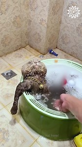36K views · 610 reactions | Cats taking baths is the most adorable thing you will see today! | Things Easier | Facebook