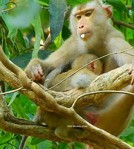 3.6K views · 190 reactions | thank Libby change her style, comfort Rainbow on top lovely,, why pigtail love to peak during muddy wet, lovely wean her full | Wild Monkey Zone | Facebook