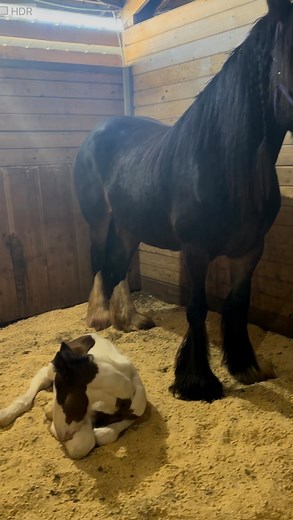 22K views · 3.4K reactions | Mama Gypsy is taking a little rest from...