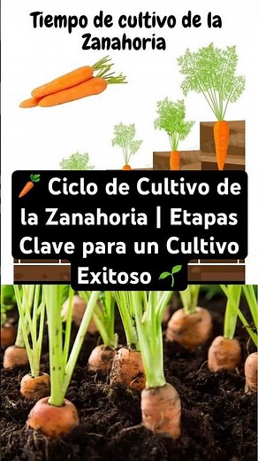 Carrot Crop Cycle | Key Stages for Successful Crop Growth