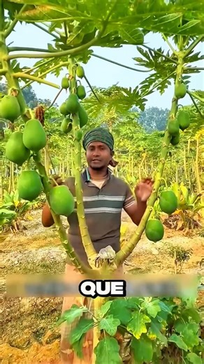 Easy way to grafting papaya tree for more fruits #plantatree #naturelovers #greenplant #papaya
