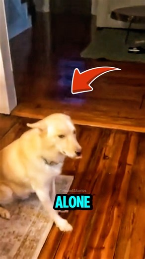 This dog had a little TOO much fun home alone 🍾🐕🤣