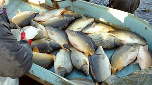 Carp Fish Classification Commercial Fishing Harvesting Stock Footage Video (100% Royalty-free) 1059128540 | Shutterstock