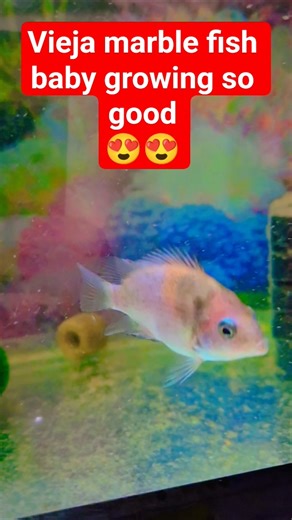 Vieja marble fish baby growing so gud 🤩 #vieja #shortsviral #viralvideo #ytshorts #shorts #trending