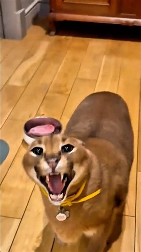 Caracal: Why This Wild Cat Can Never Be Tamed #shorts #wildlife