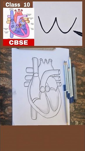 Human heart diagram class 10