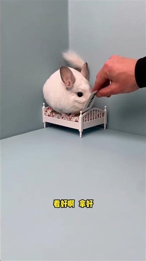 No wonder the little bull and horse threw away the sign.