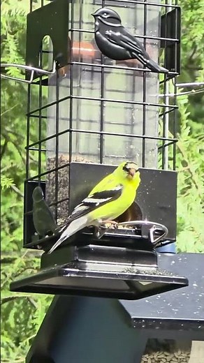 The American Goldfinch: The Males Turn Bright Yellow Every Summer #AmericanGoldfinch #BirdFacts