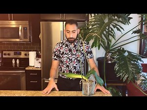 Converting Your Orchid: Semi-Hydroponics