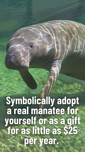 2K views · 85 reactions | How does the Save the Manatee adoption program works? What makes each adoptee special? Watch our short reel to learn more! #manatee #savethemanatee #adoptamanatee | Save the Manatee Club | Facebook