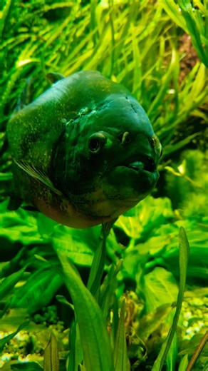 Baby Shark 🤪 #lovenature #piranhas #aquarium #amazonas