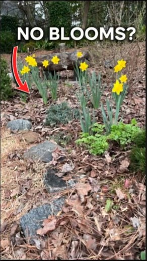 How and when to divide daffodils #gardening