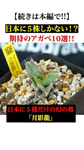 [Swamp] 10 Hot Stocks to Buy This Year | Promising Stocks with Future Growth [Agave]