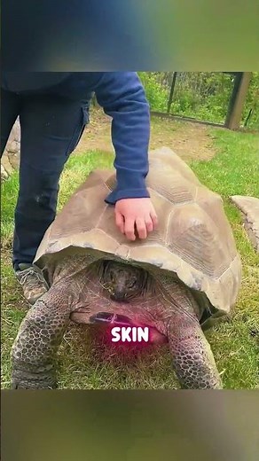 Why do turtles dance like this? 🐢🔥#animals #facts