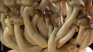 Mycelium of brown beech mushrooms, beech mushrooms or brown clamshell mushroom rotate on wooden background. Edible mushrooms for pasta, stir-fry and mushroom sauce