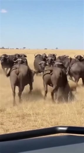 Lion Attacks Wrong Herd - GETS DESTROYED! 💥 완전 파괴 💥 完全破壊 #viral #wildliferescue #buffalo