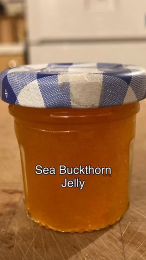 Foraged berries of Sea Buckthorn makes an unusual jelly. Earlier in the year, a friend and I picked a small number of berries when out on a walk and she made some tiny jars of Sea Buckthorn jelly. The taste is really hard to describe, citrus, tangy, tropical, and just a little bit weird. Is it something I'm going to rush to pick and preserve every year? No. But equally, I'm not going to reject it completely. I think I just haven't worked out what to put it with yet #seabuckthorn #seabuckthornber