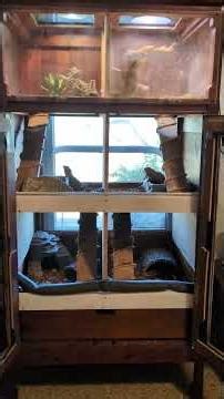 Room tour bearded dragon edition! #foryou #foryoupage #pets #beardeddragon #animals