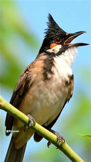 Bulbul | The Bird with the Most Beautiful Voice @Pasavah
