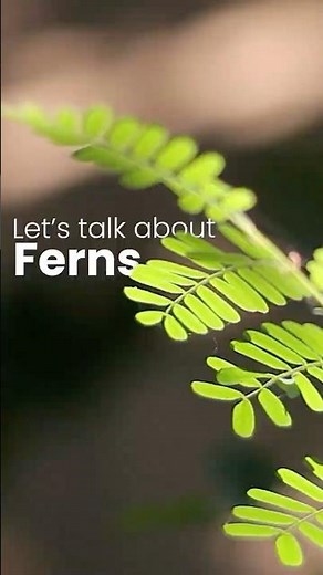 Let’s talk about Ferns
