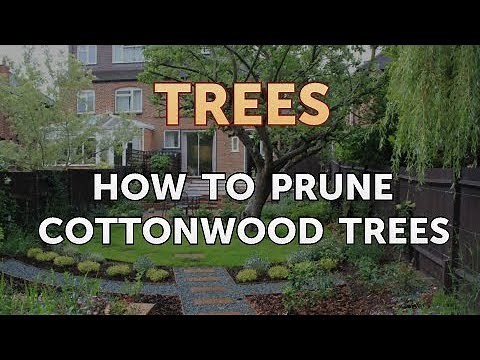 How to Prune Cottonwood Trees