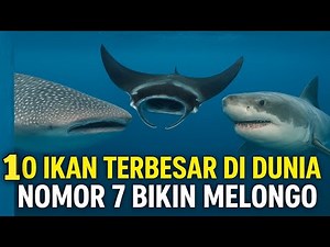 10 Ikan Terbesar di Dunia! Panjangnya Sampai 12 Meter dan Beratnya Puluhan Ton!😱