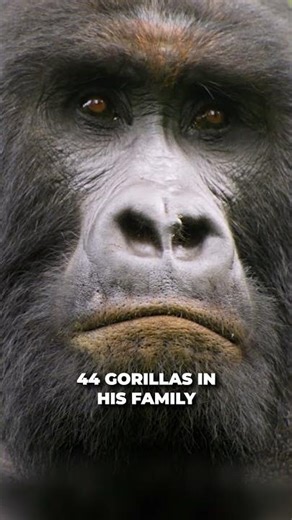The Biggest Gorilla You'll Ever See Up Close #gorilla #wildlife #shorts