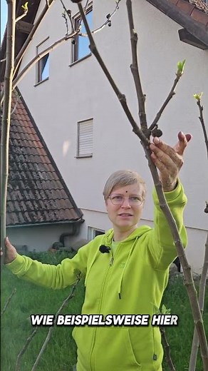 Feige im Frühjahr 🌿 Austrieb und Pflege richtig erklärt
